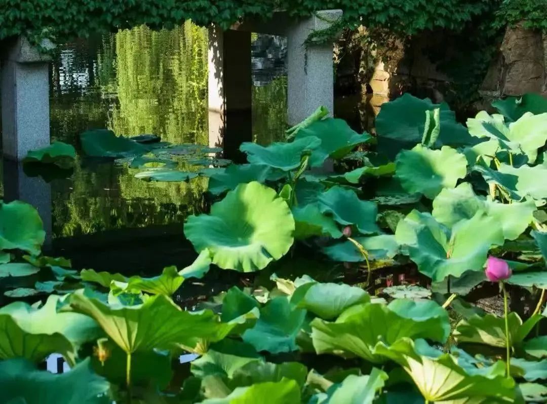 “荷”你一起，解锁太湖夏日的限定浪漫~