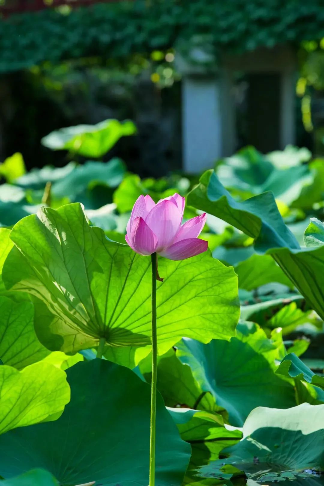 “荷”你一起，解锁太湖夏日的限定浪漫~