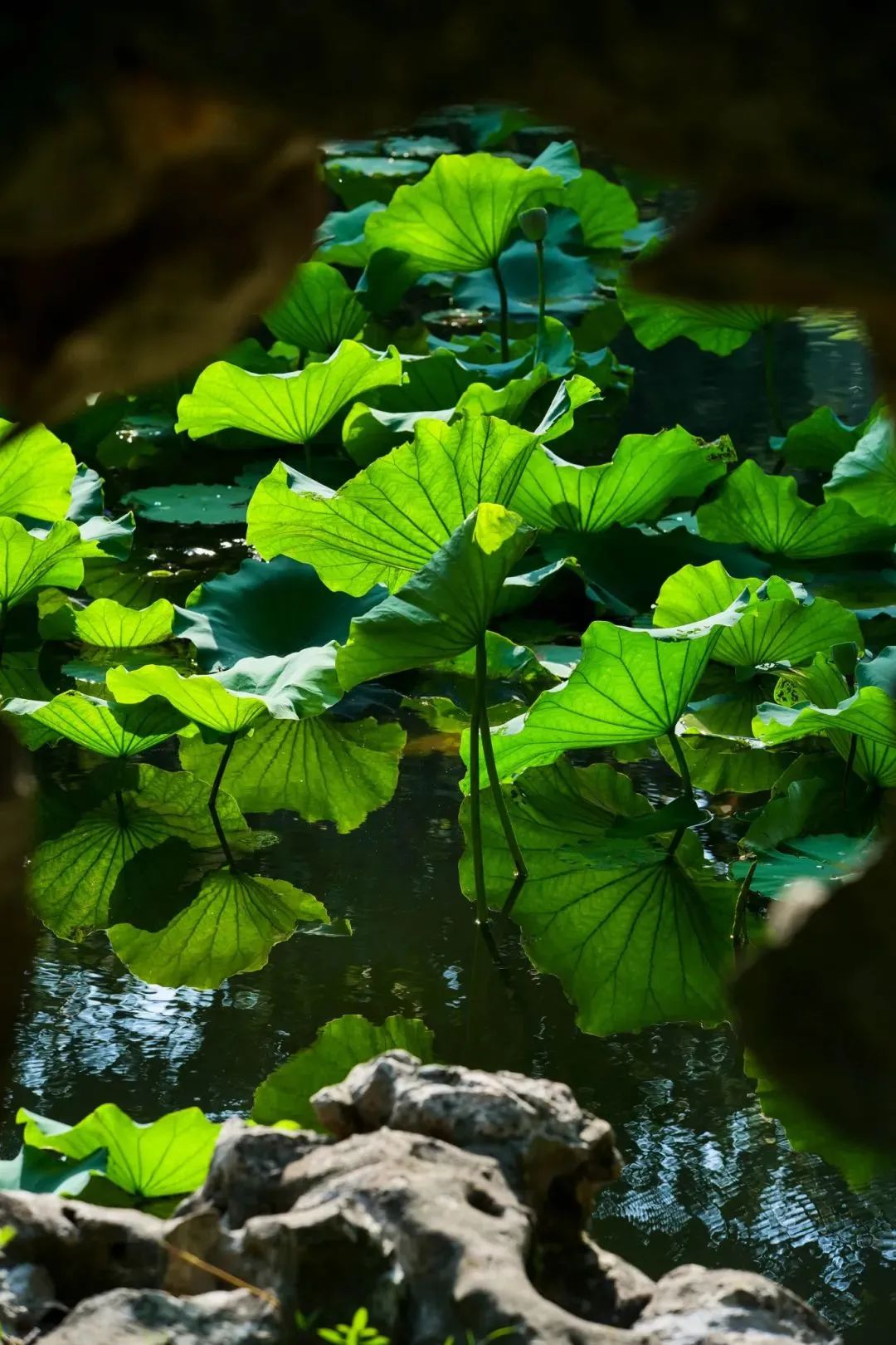 “荷”你一起，解锁太湖夏日的限定浪漫~