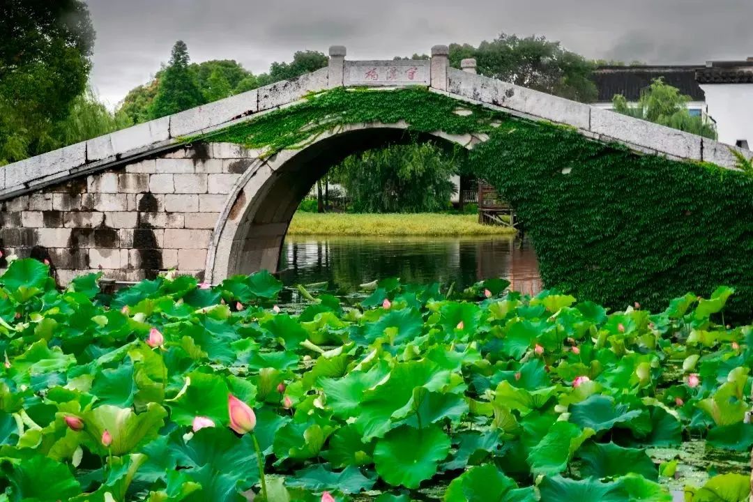 “荷”你一起，解锁太湖夏日的限定浪漫~