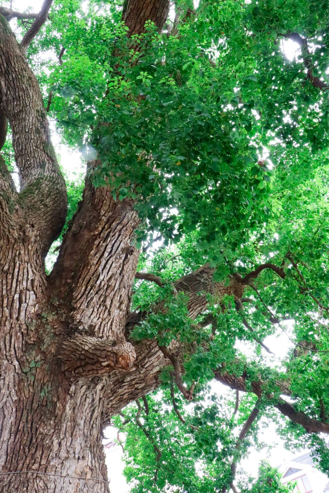 西山岛的夏天，“Tree Tree”的！