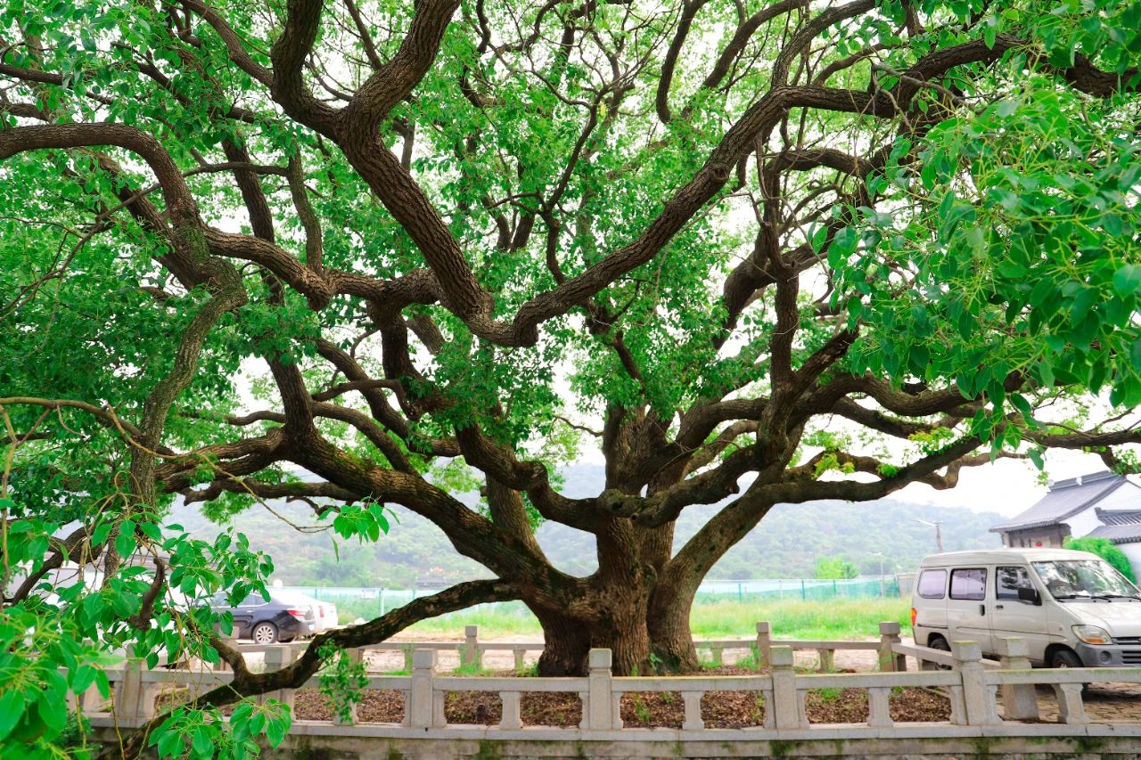 西山岛的夏天，“Tree Tree”的！