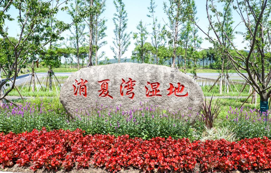 消夏湾湿地