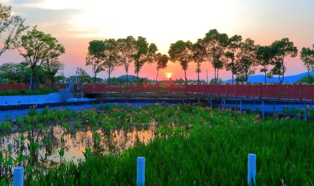 消夏湾湿地