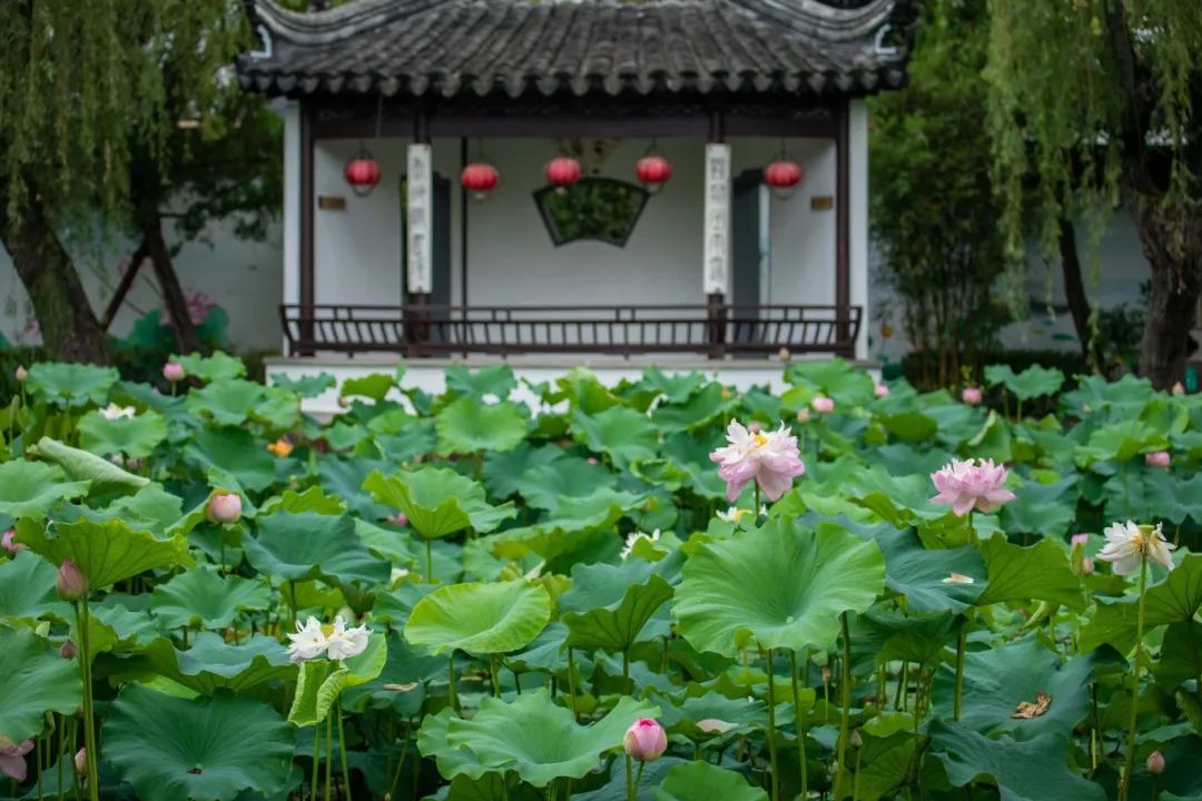 司徒庙寻梦：荷影染江南