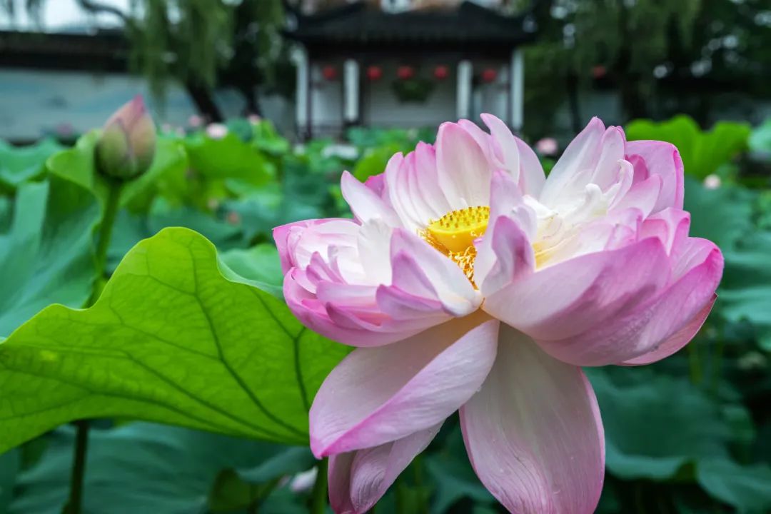 司徒庙寻梦：荷影染江南