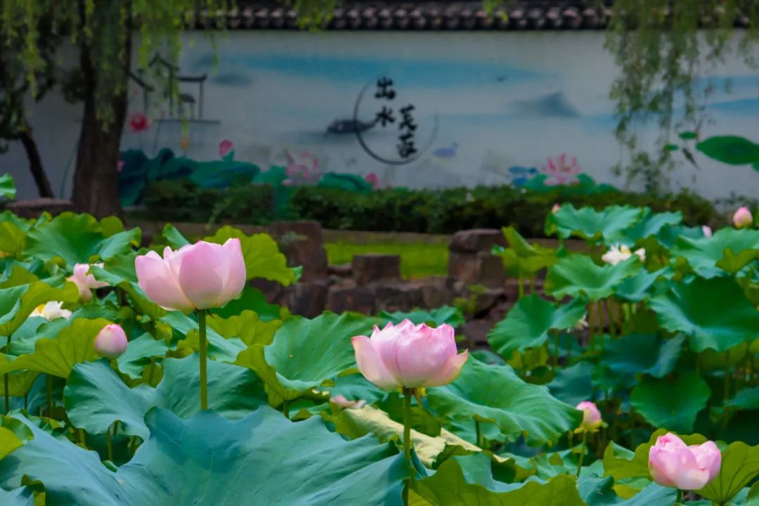 司徒庙寻梦：荷影染江南