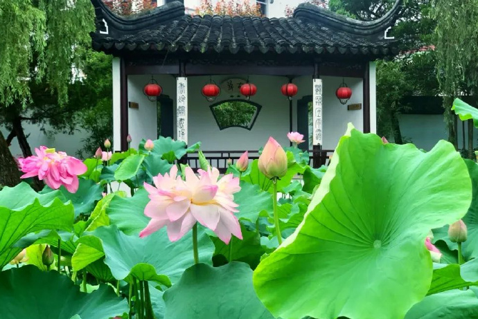 出发，太湖赏荷打卡！