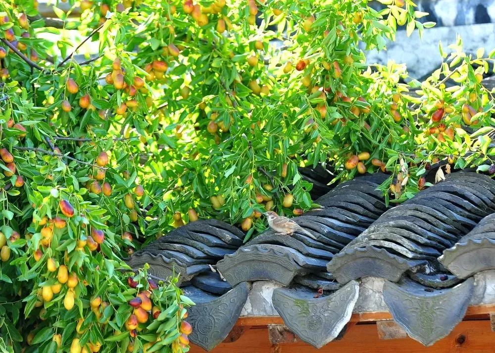 宝藏时鲜清单，从夏末糯到秋初！