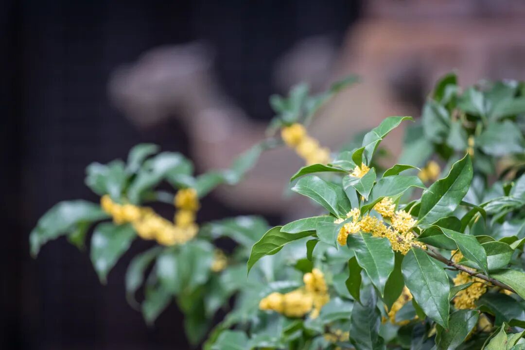 秋天的信号，是桂花给的~