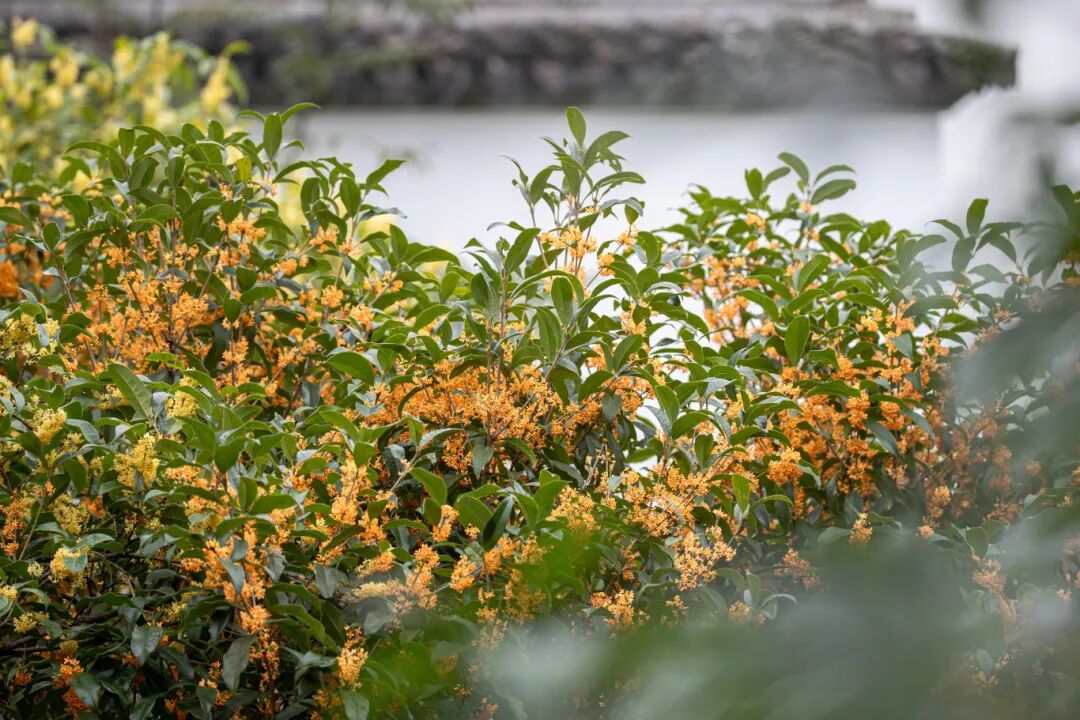 秋天的信号，是桂花给的~
