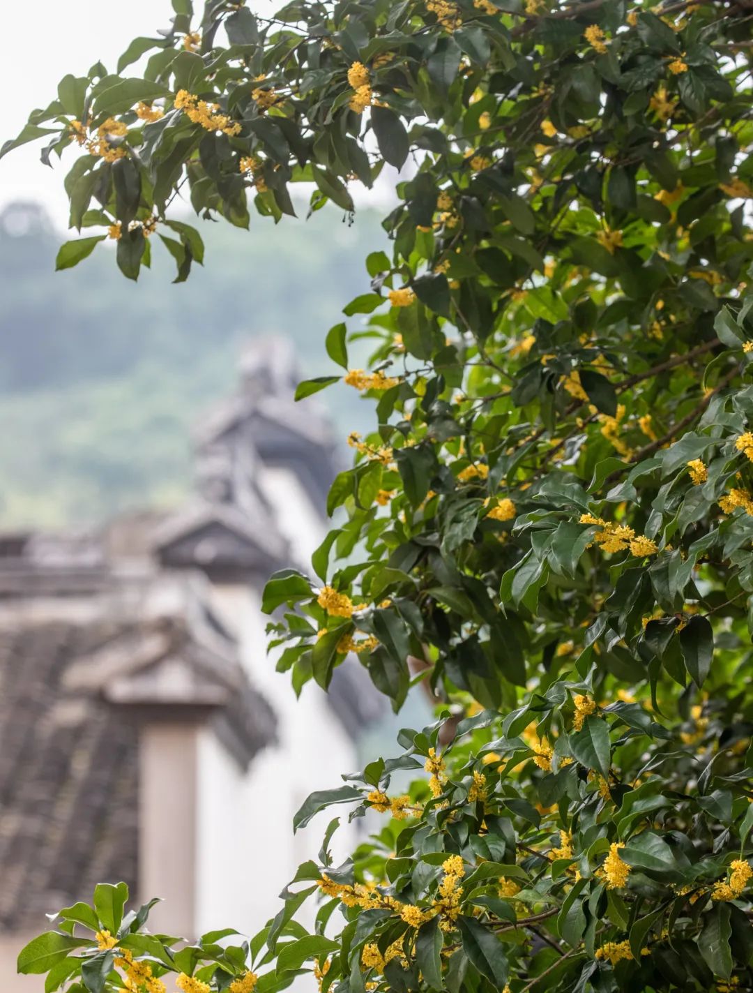 光福赏桂地图来喽