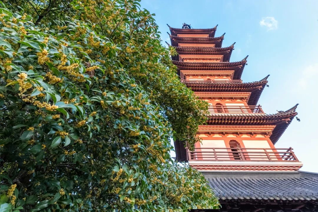 光福赏桂地图来喽