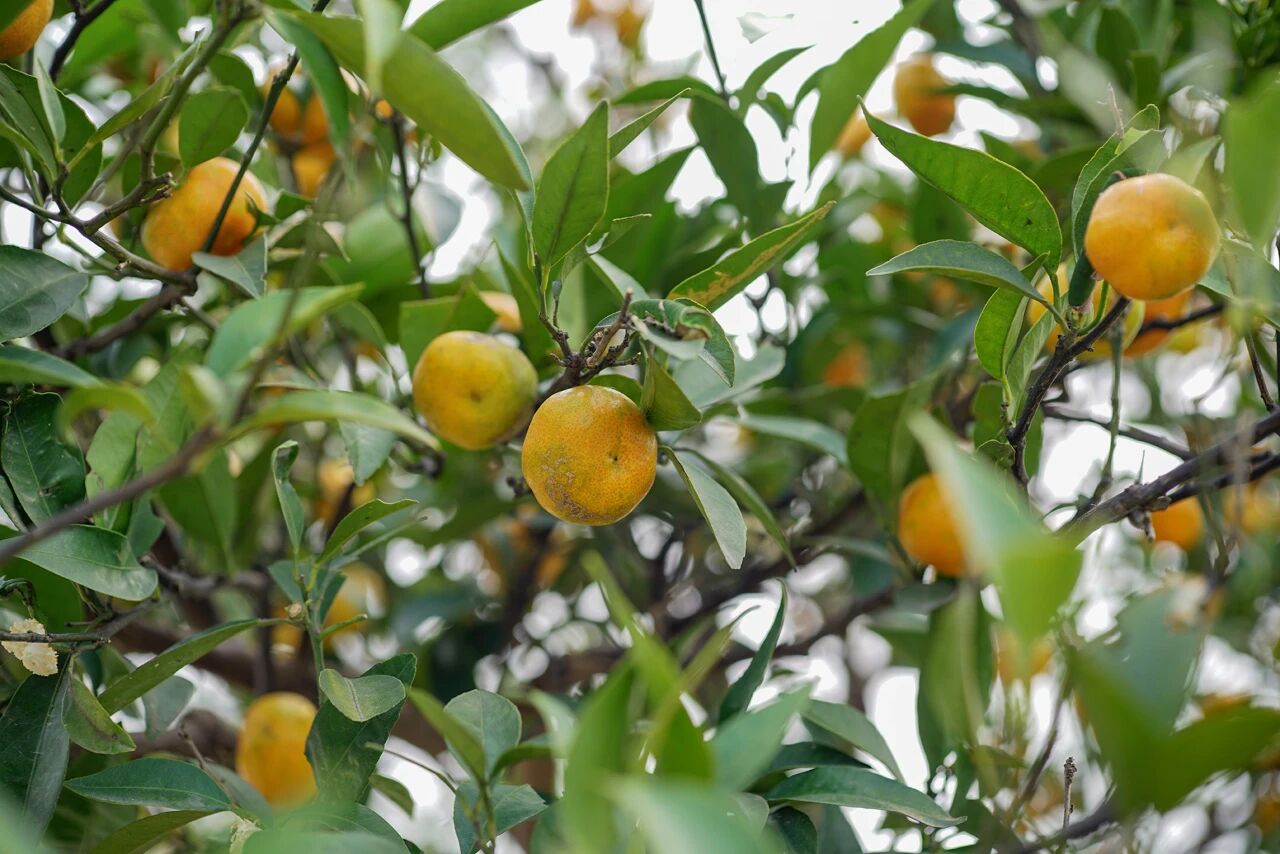 好吃！爱吃！到西山岛摘一枚“酸甜多汁”