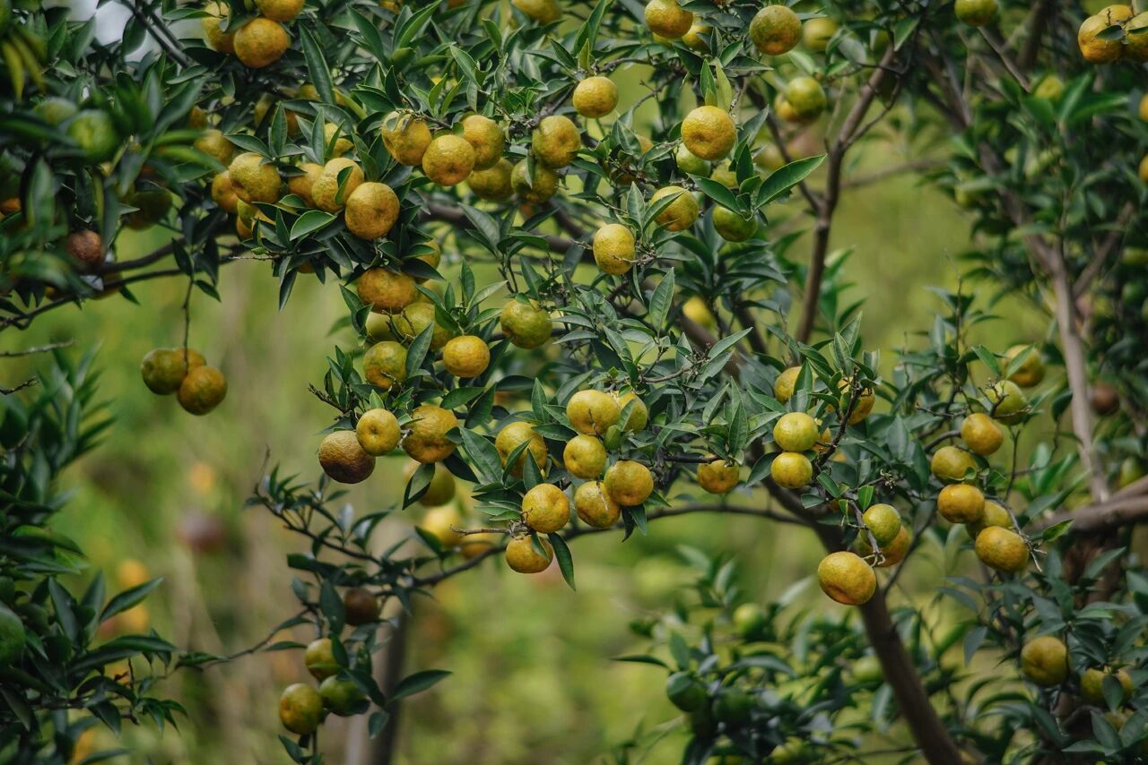 好吃！爱吃！到西山岛摘一枚“酸甜多汁”