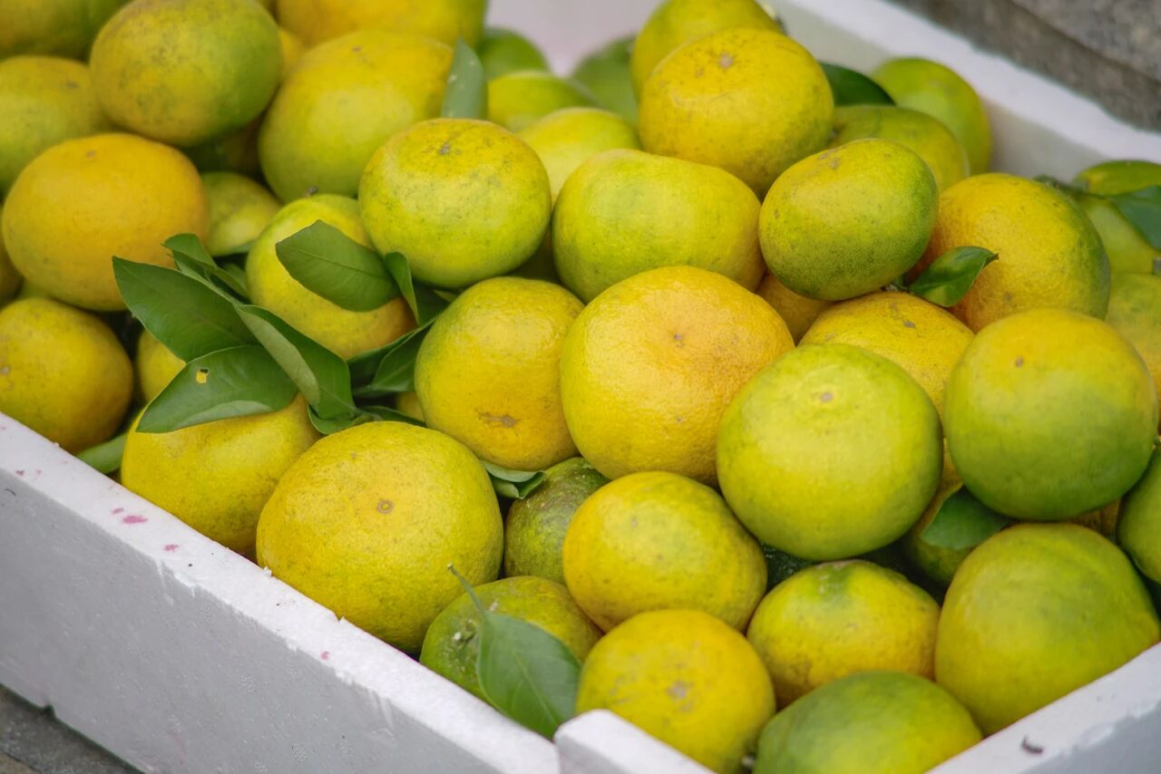 好吃！爱吃！到西山岛摘一枚“酸甜多汁”