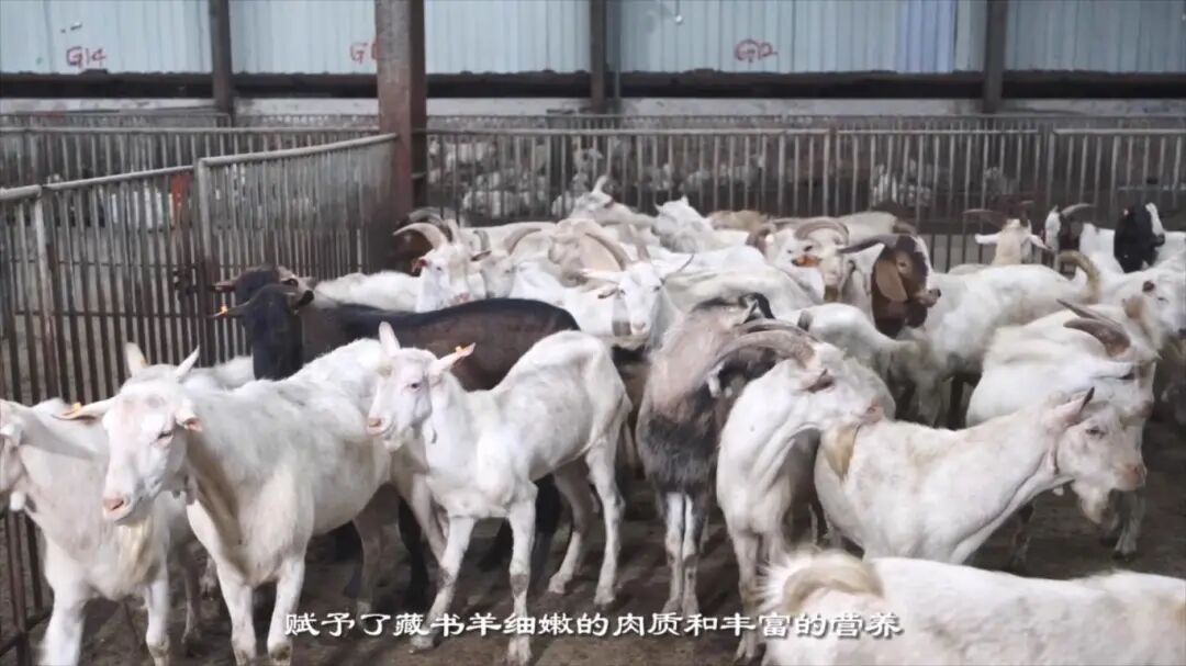 一碗羊肉汤，千年江南味~