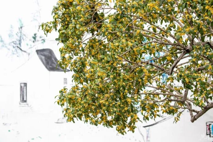 终于等到你！光福“桂”客上门啦~