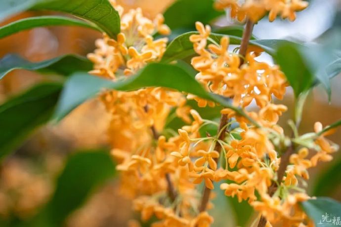 终于等到你！光福“桂”客上门啦~