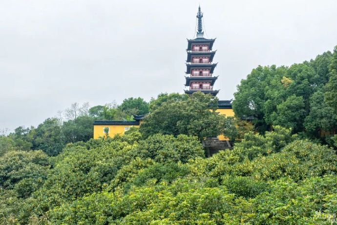 终于等到你！光福“桂”客上门啦~