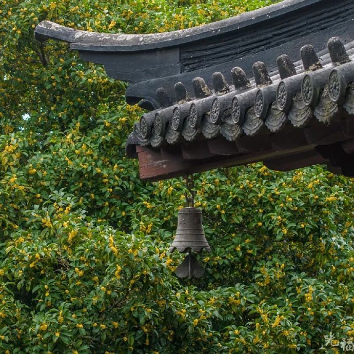 终于等到你！光福“桂”客上门啦~