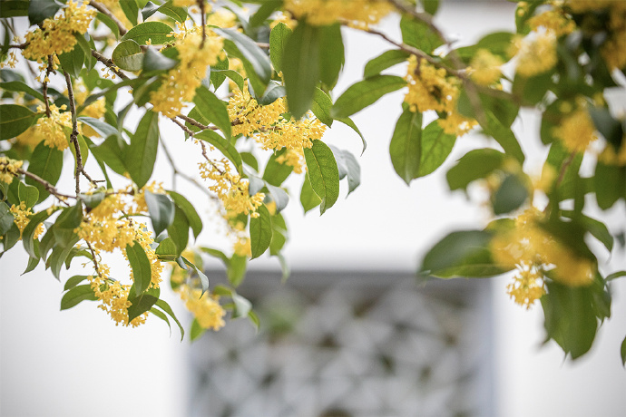 寻香之旅：醉美赏桂线路