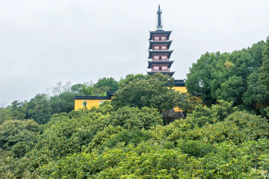 寻香之旅：醉美赏桂线路