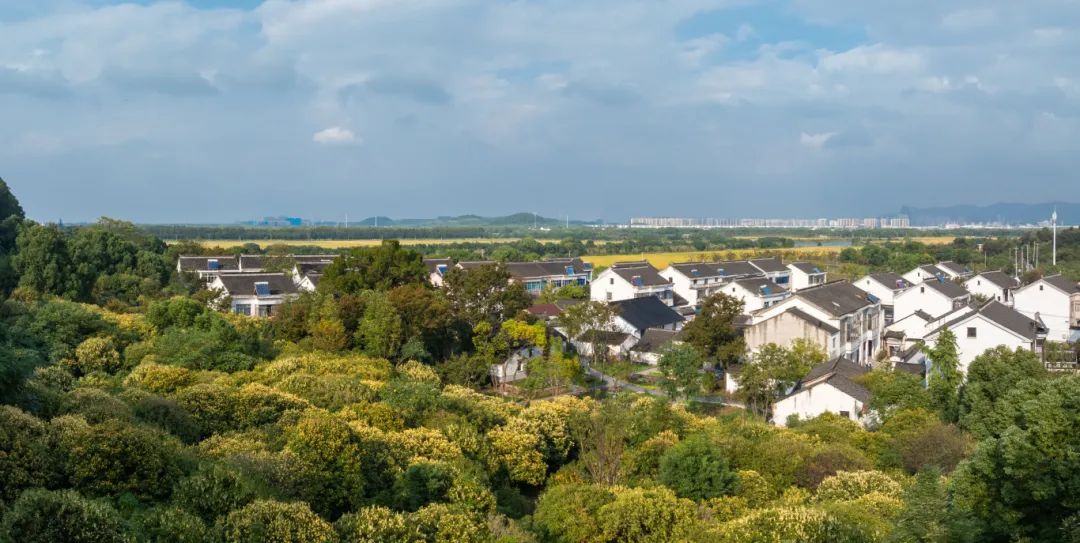 寻香之旅：醉美赏桂线路