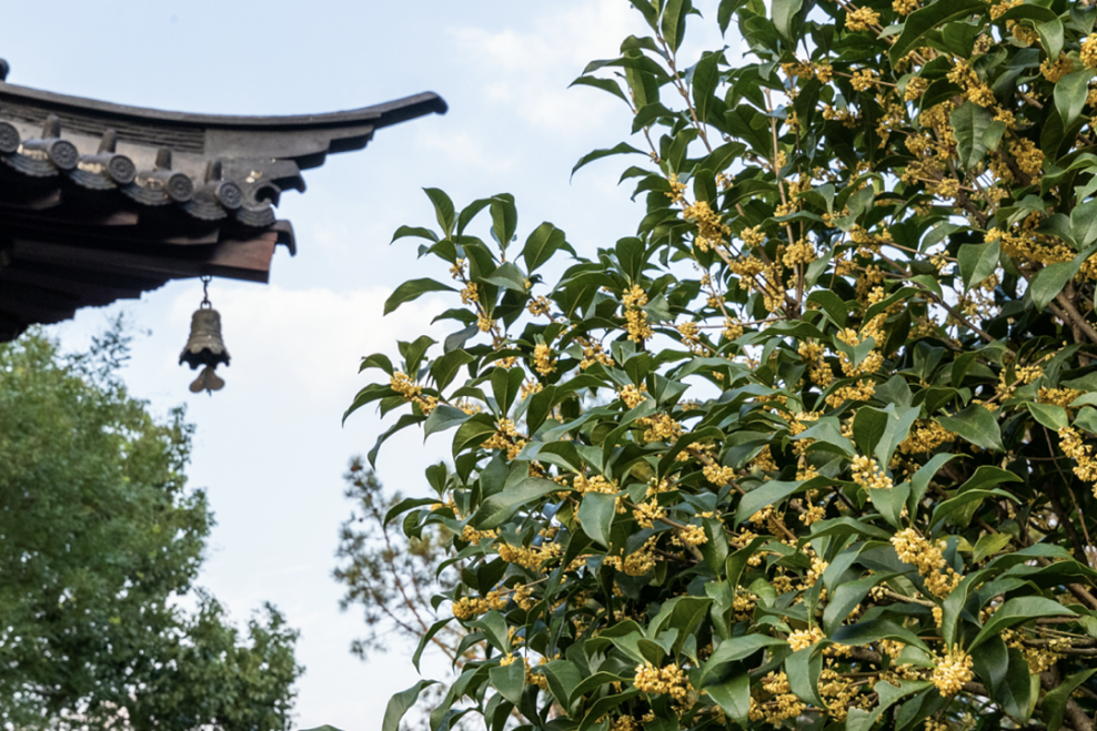 寻香之旅：醉美赏桂线路