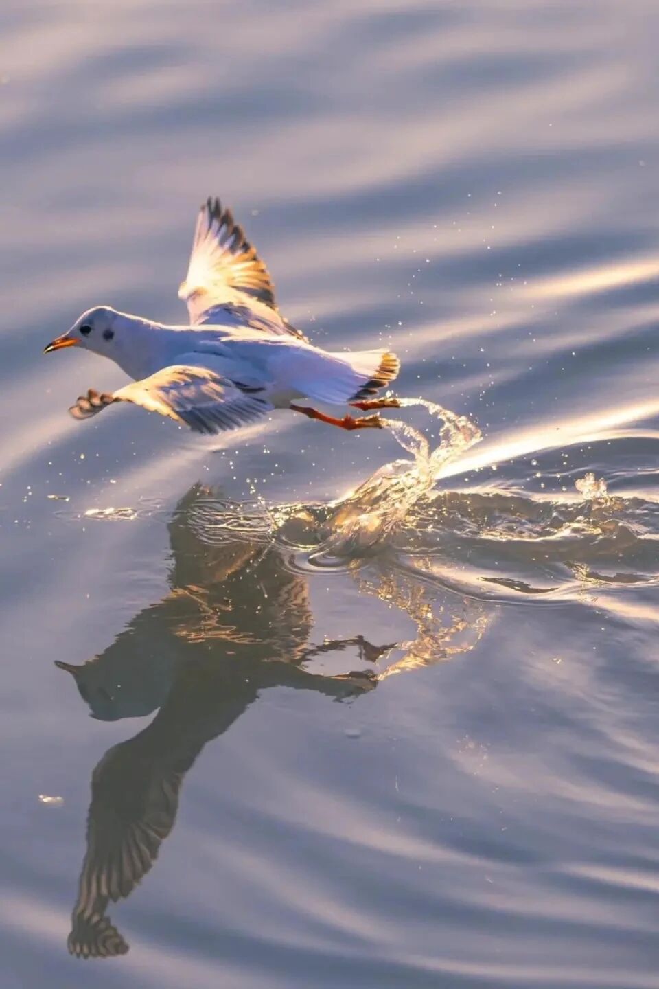 跟着这条线路观鸟去！