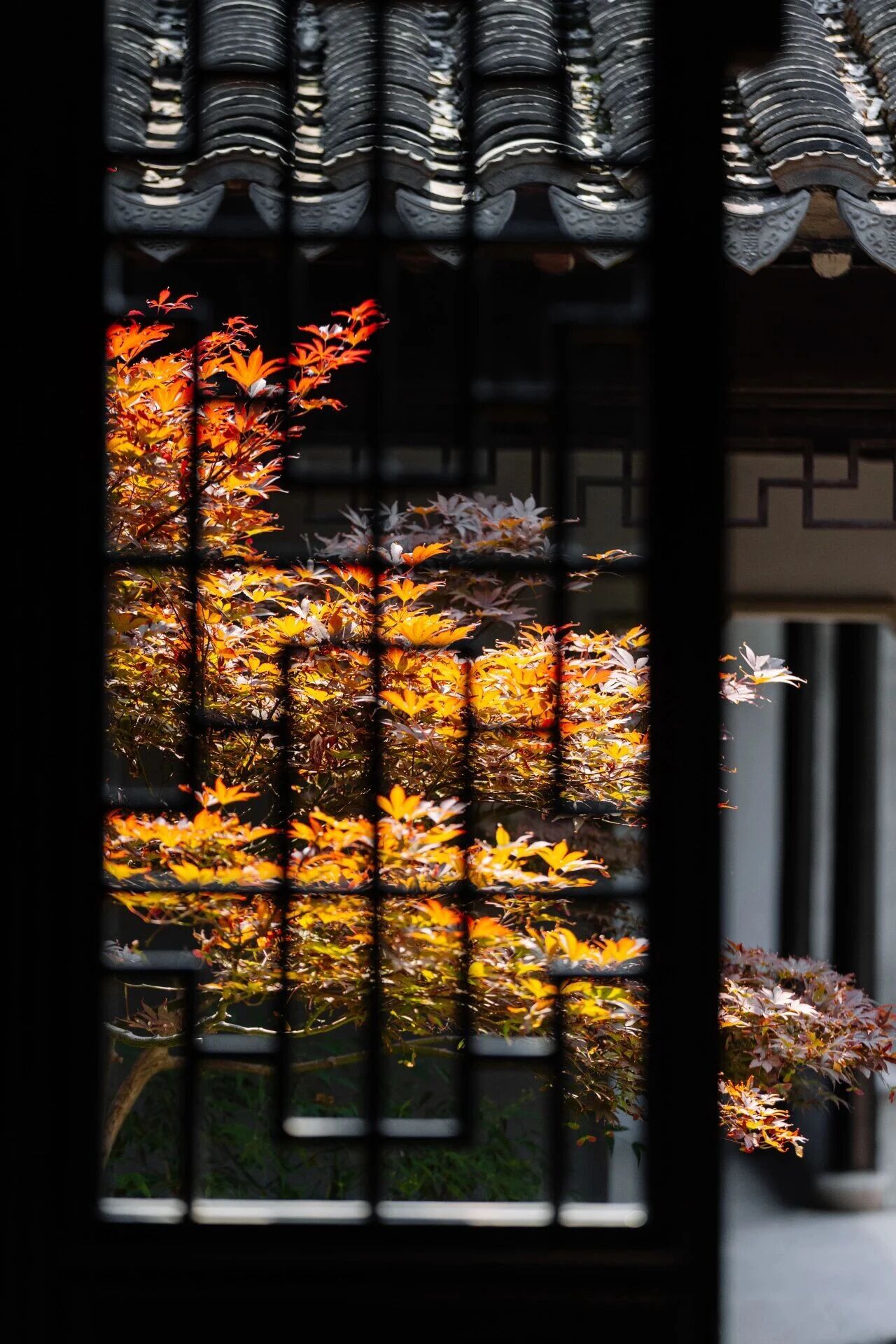 木渎秋韵，渐入佳境