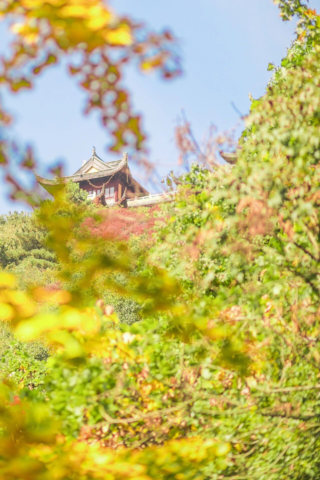 今日又重阳，登高吴中赏清秋！