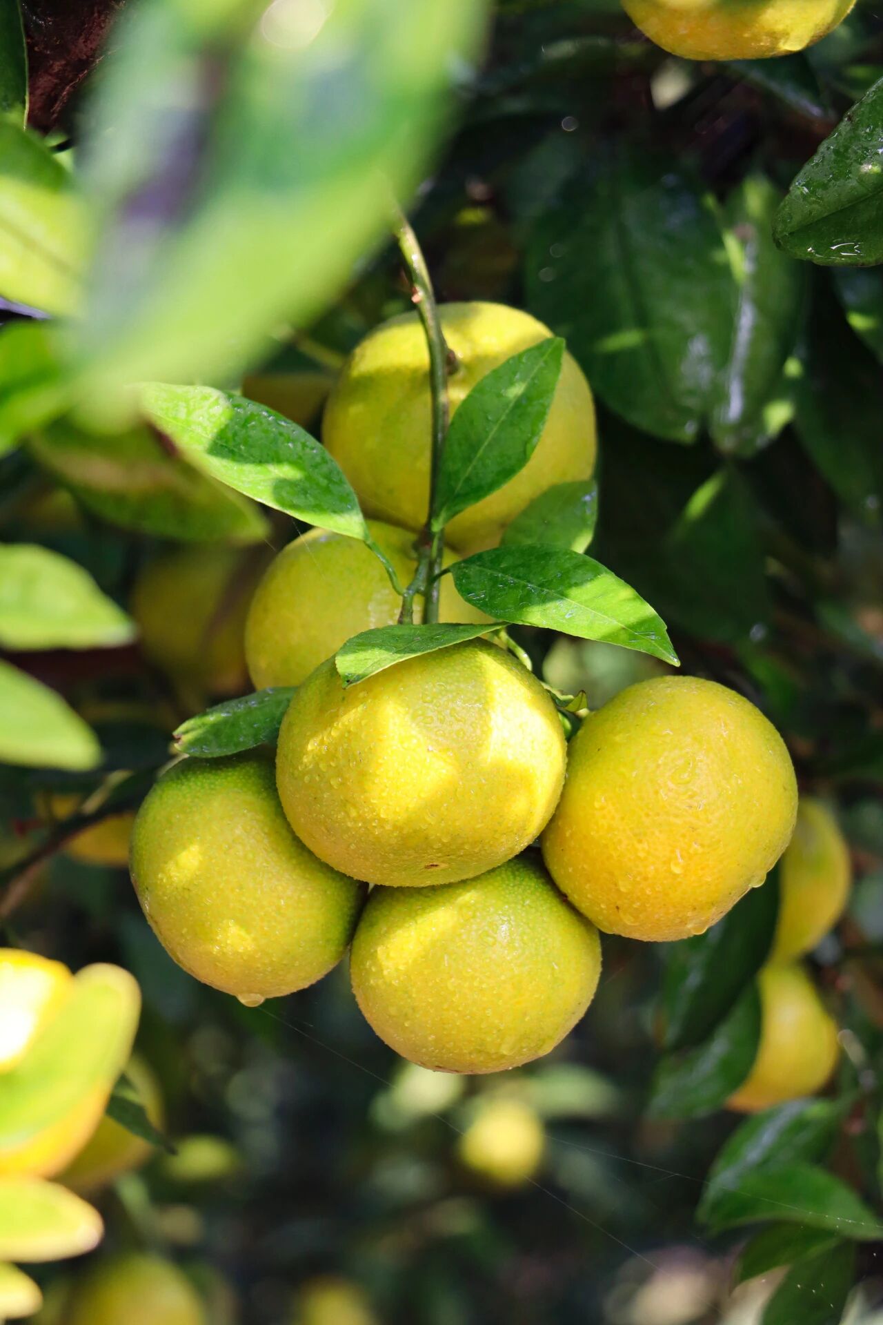 组个“橘”，“趣”采摘~