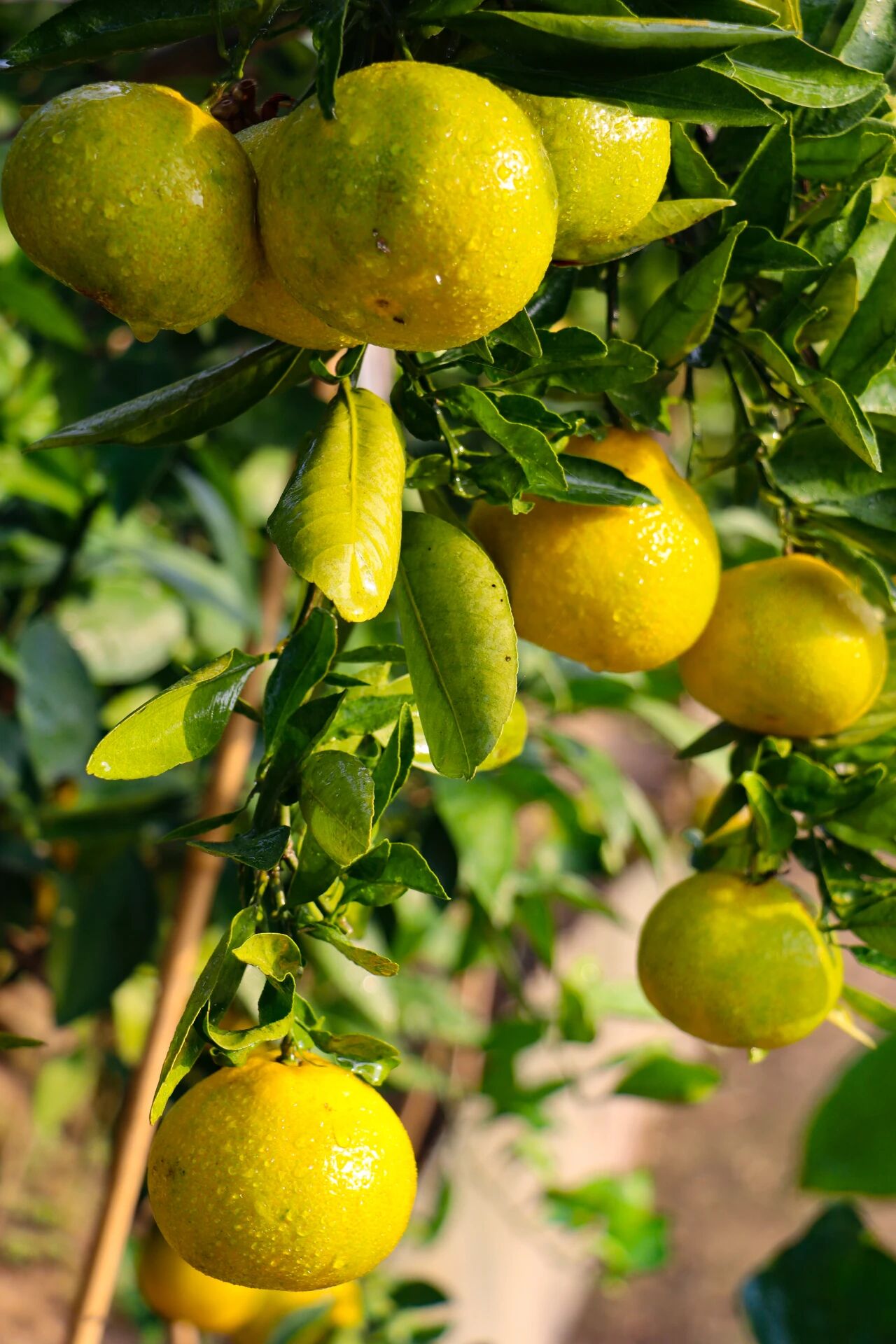 组个“橘”，“趣”采摘~