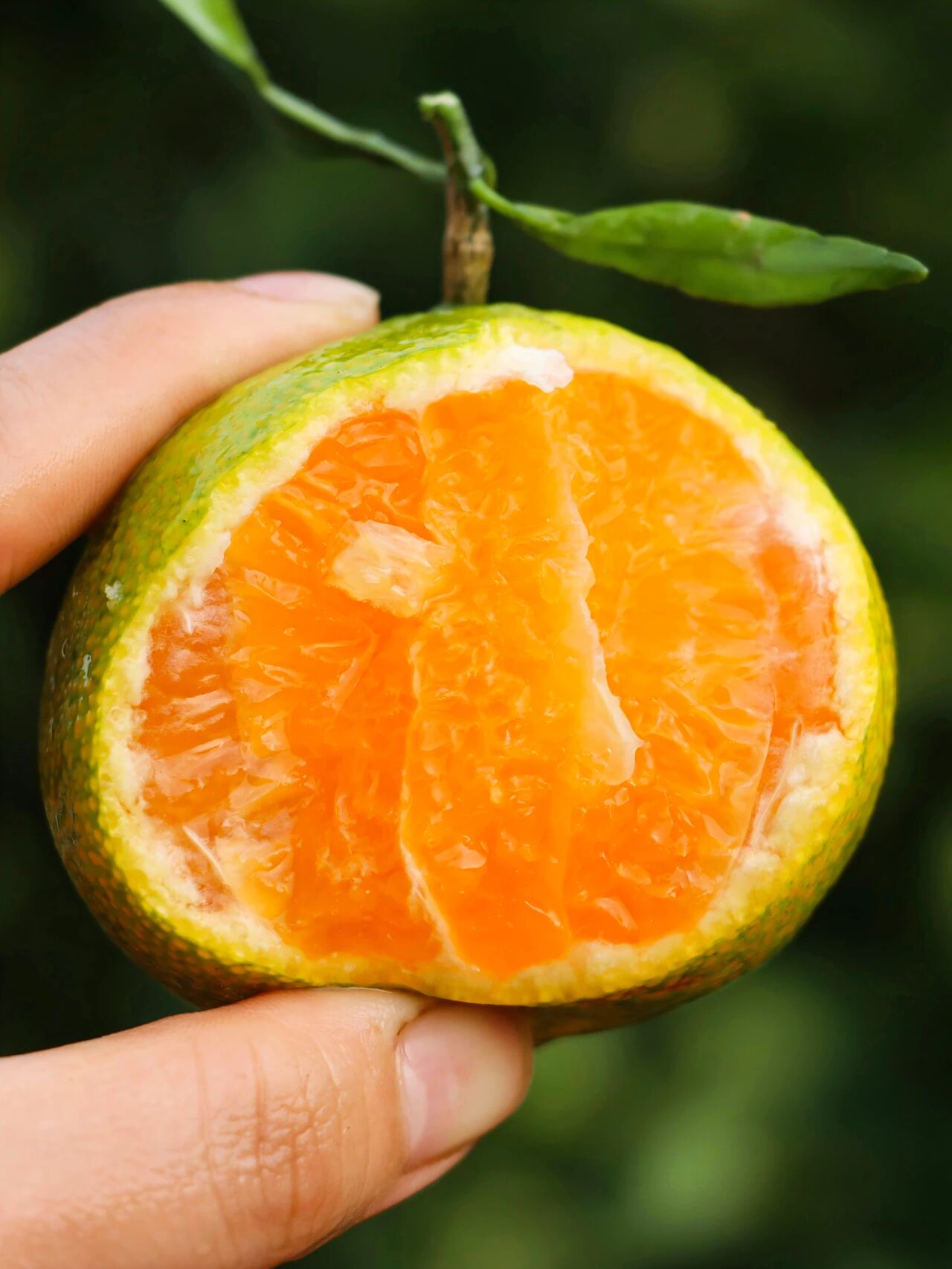 组个“橘”，“趣”采摘~