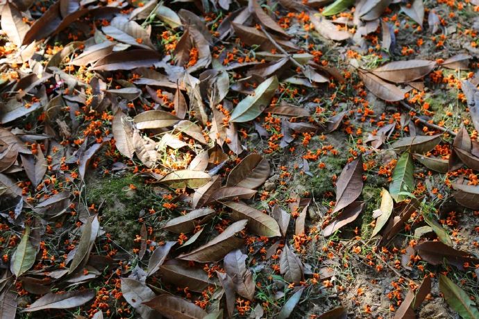 在木渎等一场桂花雨：风说故事，花落成诗