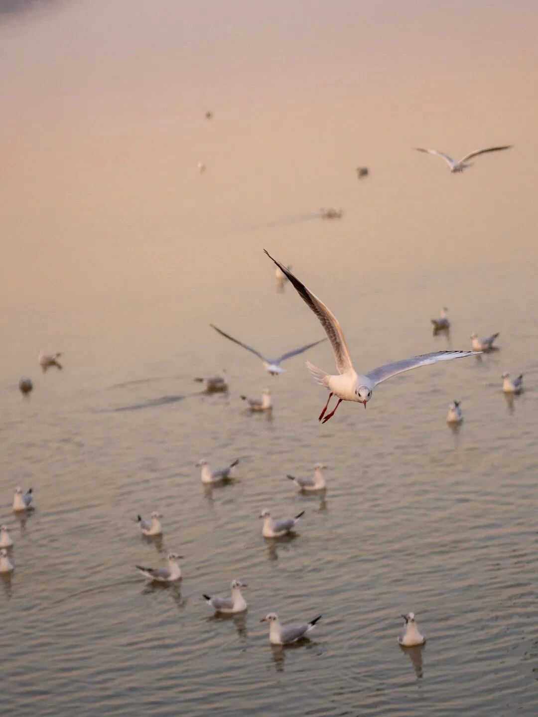 跟着这条线路，上岛观鸟去~