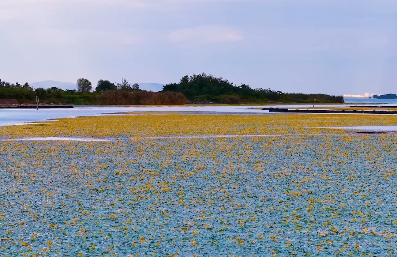 快看！这就是《诗经》里的荇菜，好美！