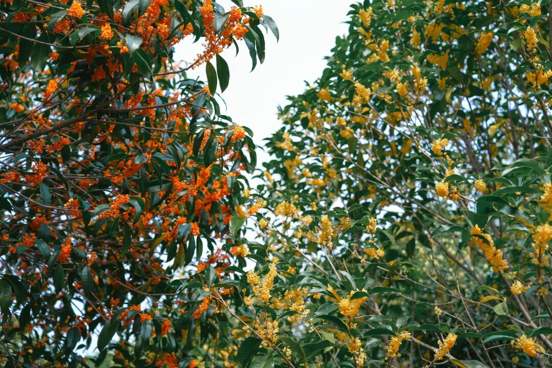 一日漫游，邂逅吴中最甜桂花季~