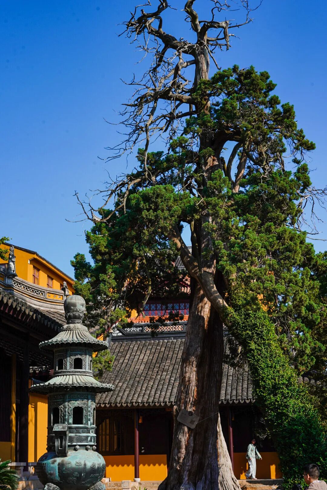 一日漫游，邂逅吴中最甜桂花季~