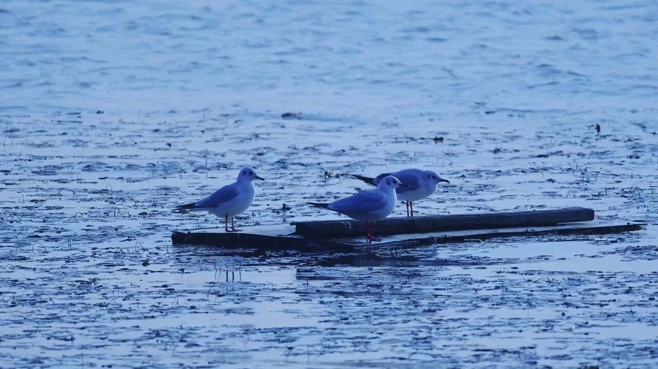 首批抵达！来太湖“鸥遇”啊