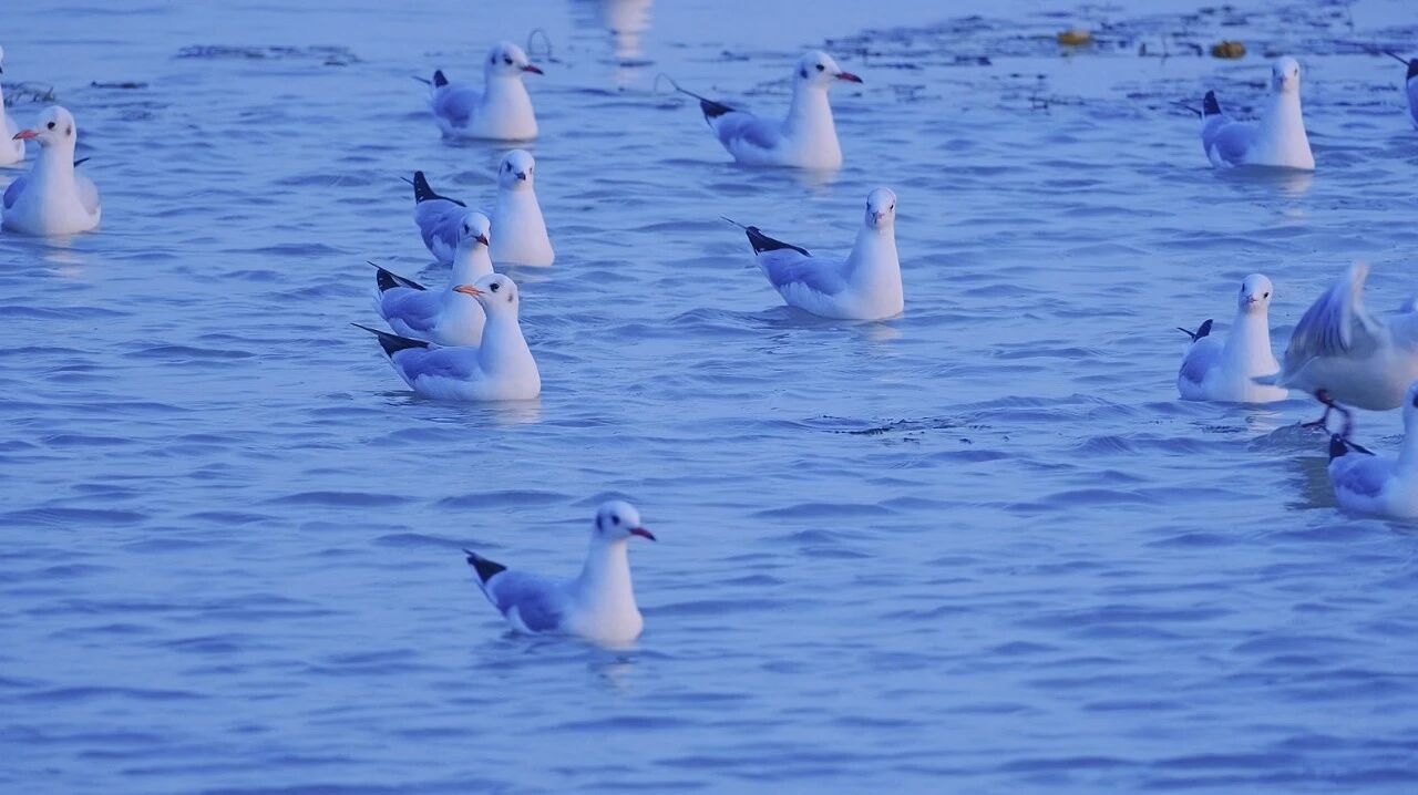 首批抵达！来太湖“鸥遇”啊