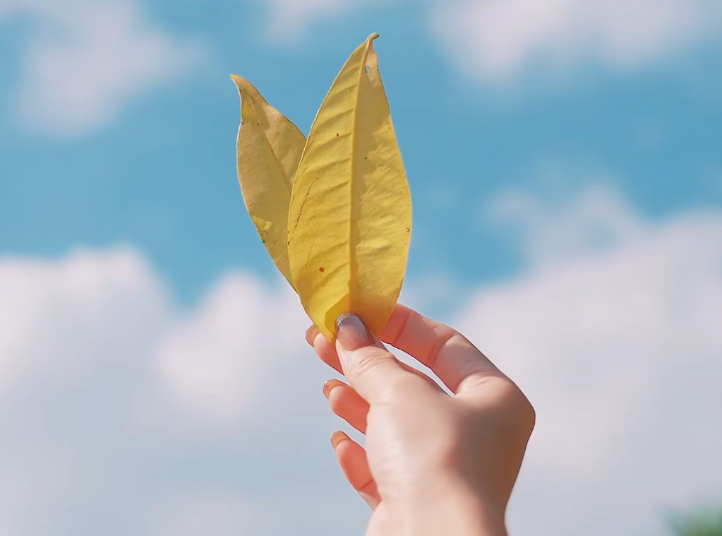 去西山岛“捡秋”吧！