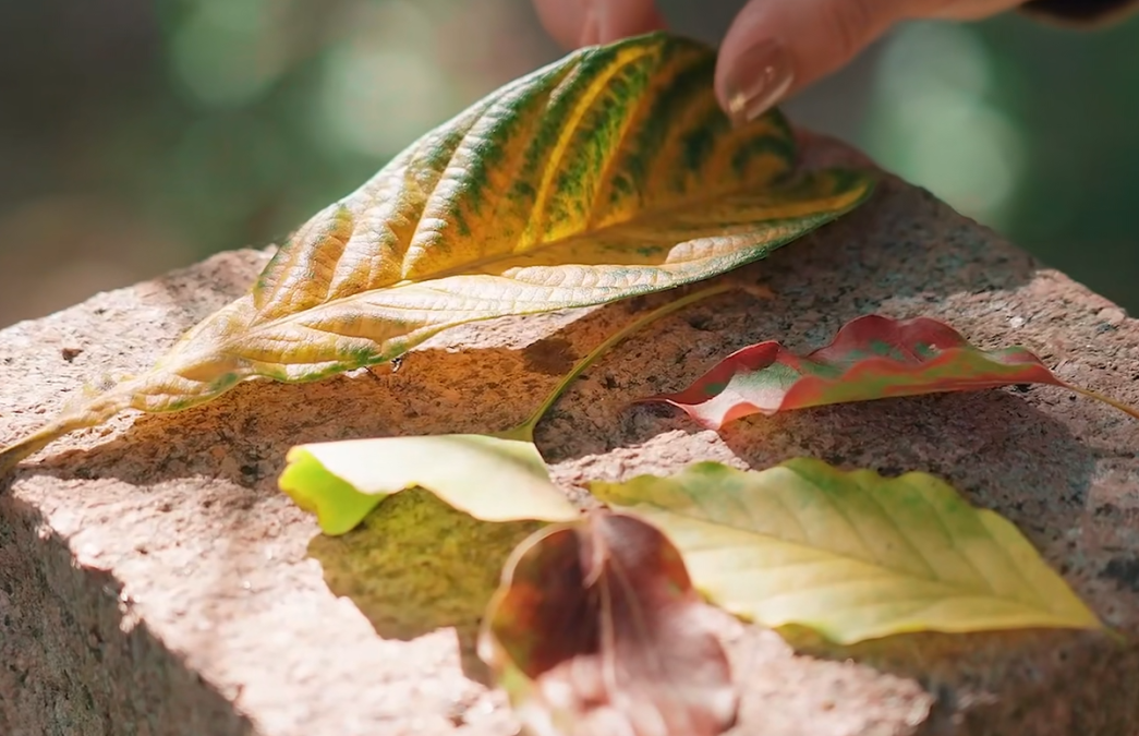 去西山岛“捡秋”吧！