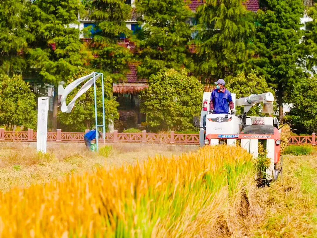 金秋开镰！暖村第一口新米即将上市~