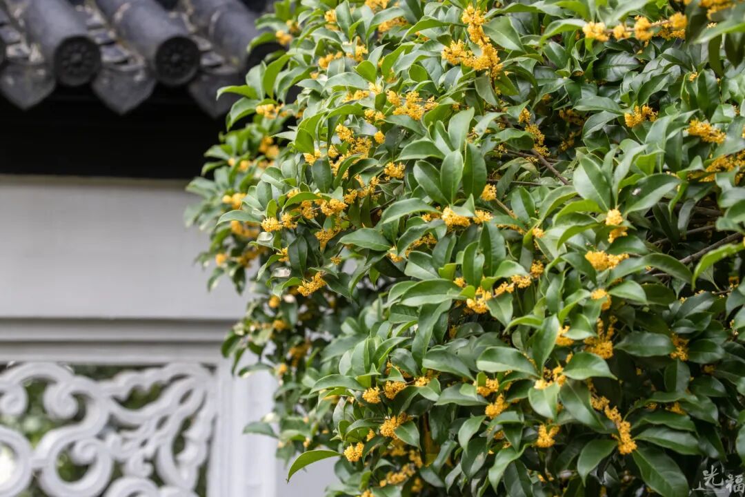 桂花虽迟，香溢光福！