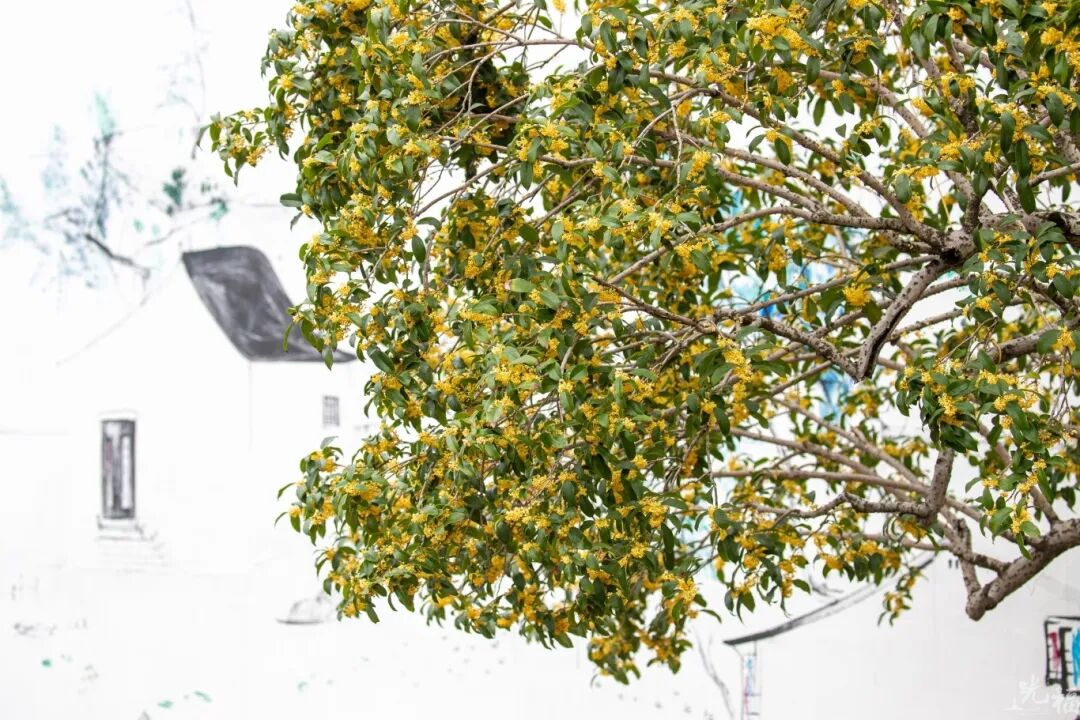 桂花虽迟，香溢光福！