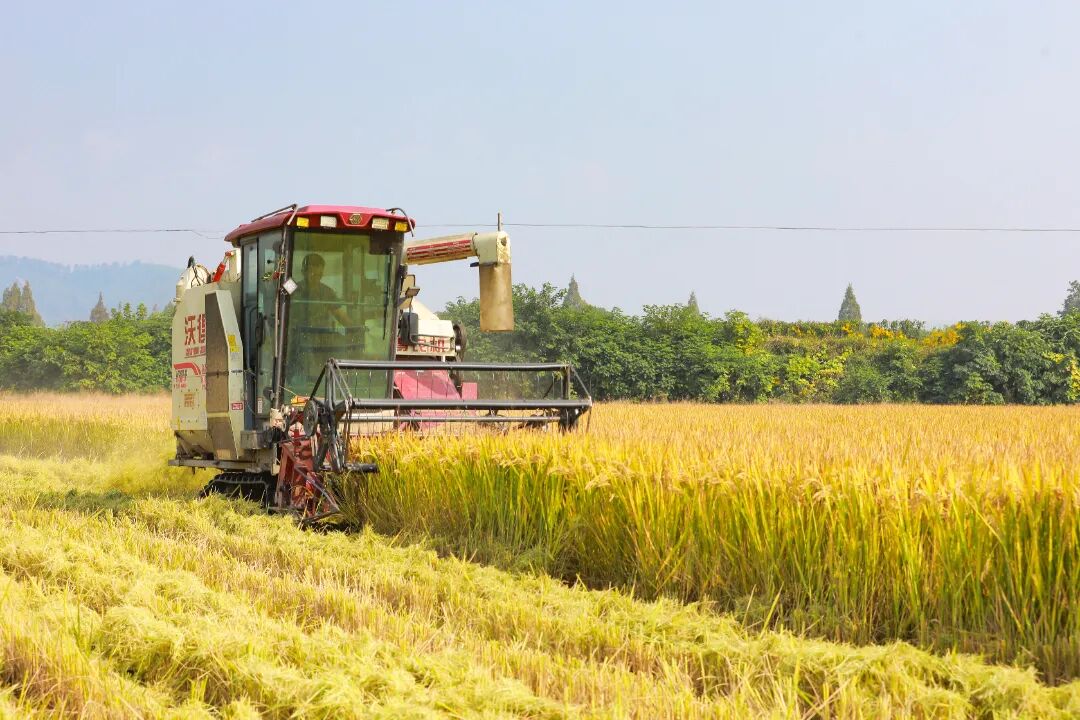 “送米。”“好的，收稻！”