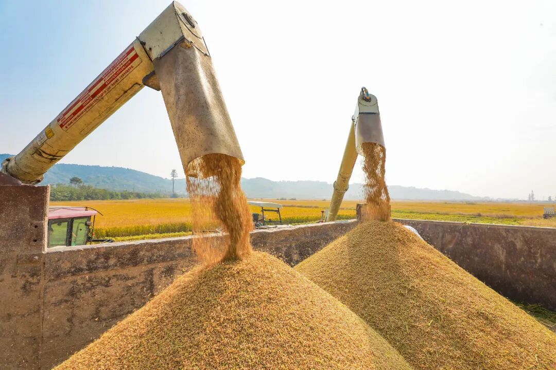 “送米。”“好的，收稻！”