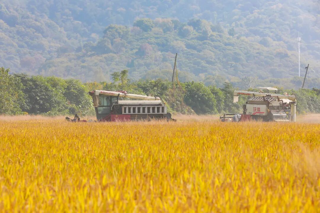 “送米。”“好的，收稻！”